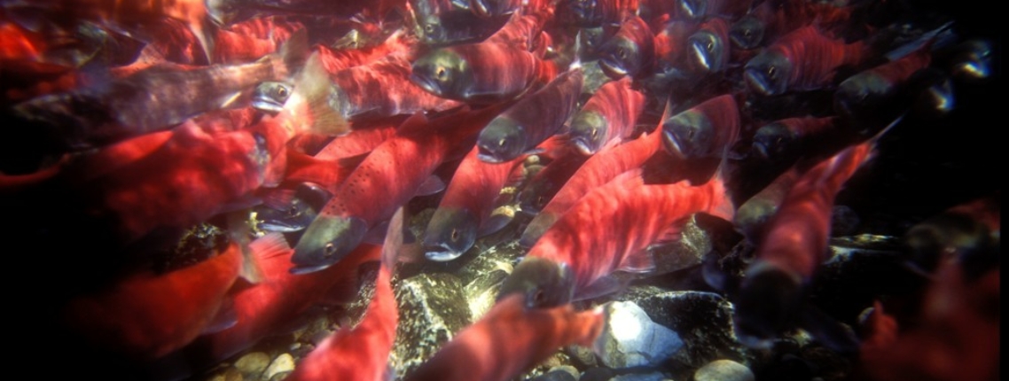 Kokanee-spawning-channel